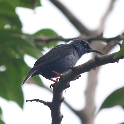 Red-legged Honeycreeper (male) Red-legged Honeycreeper (male)